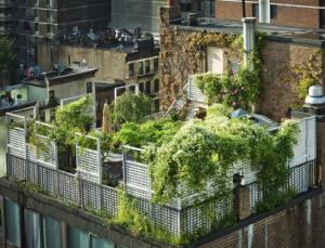 Những khu vườn trên sân thượng giữa thành phố khiến hàng xóm phát thèm